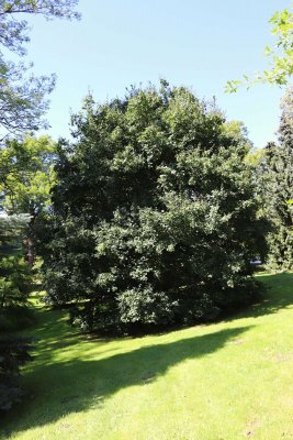 Acer campestre - javor babyka - celek léto (84)